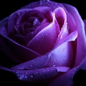 Meet your Posher, Josie